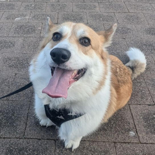 Henry the woofo